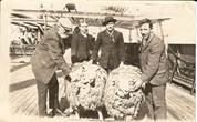 1920? Lester sheep.  William Marwick Charles Rush